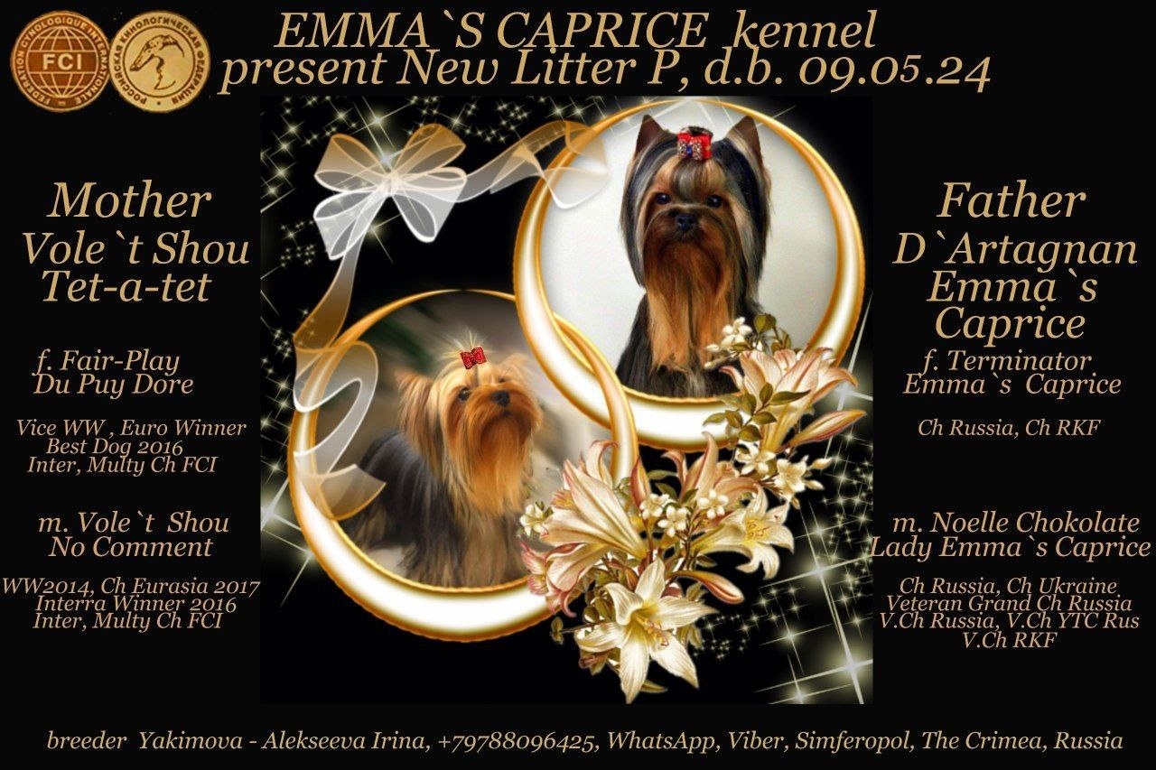  PERFECT VIEW EMMA`S CAPRICE — Labaza DogPedigree YorkshireTerrier